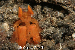orange spearing mantis - i couldnt believe my eyes when i... by Stew Smith 